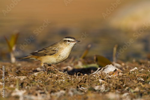 Rietzanger, Sedge Warbler, Acrocephalus schoenobaenus photo