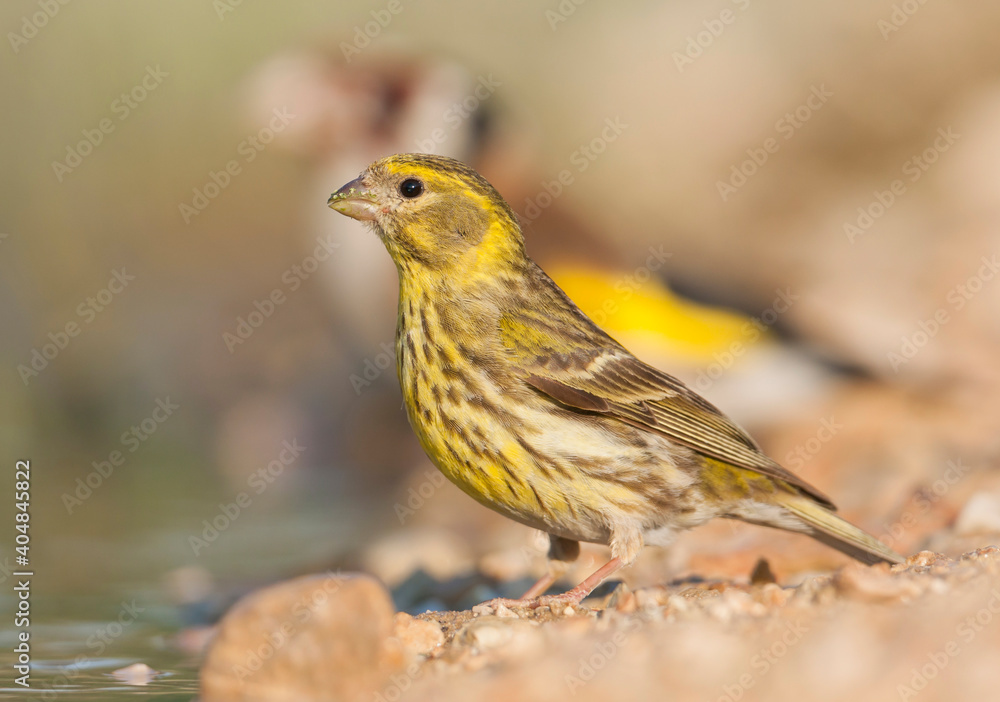 European Serin, Europese Kanarie, Serinus serinus European Serin, Europese Kanarie, Serinus serinus