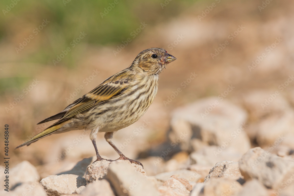 European Serin, Europese Kanarie, Serinus serinus European Serin, Europese Kanarie, Serinus serinus