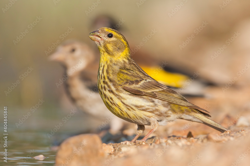 European Serin, Europese Kanarie, Serinus serinus European Serin, Europese Kanarie, Serinus serinus