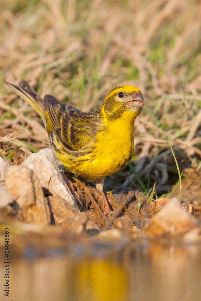 European Serin, Europese Kanarie, Serinus serinus European Serin, Europese Kanarie, Serinus serinus