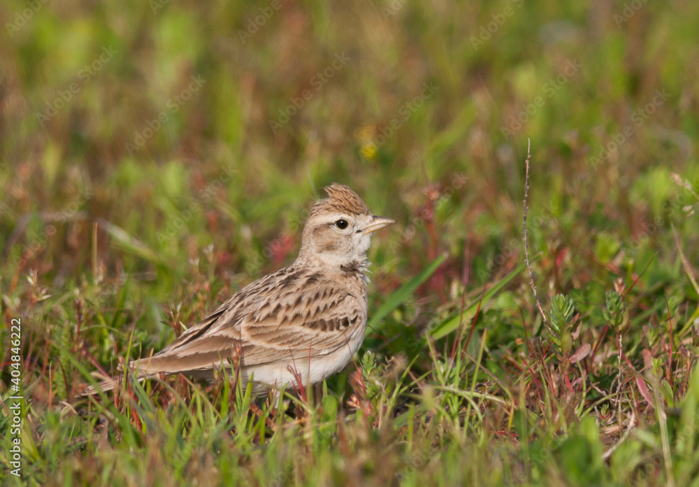 Kortteenleeuwerik, Short-toed Lark, Calandrella brachydactyla hermonensi Kortteenleeuwerik, Short-toed Lark, Calandrella brachydactyla hermonensi