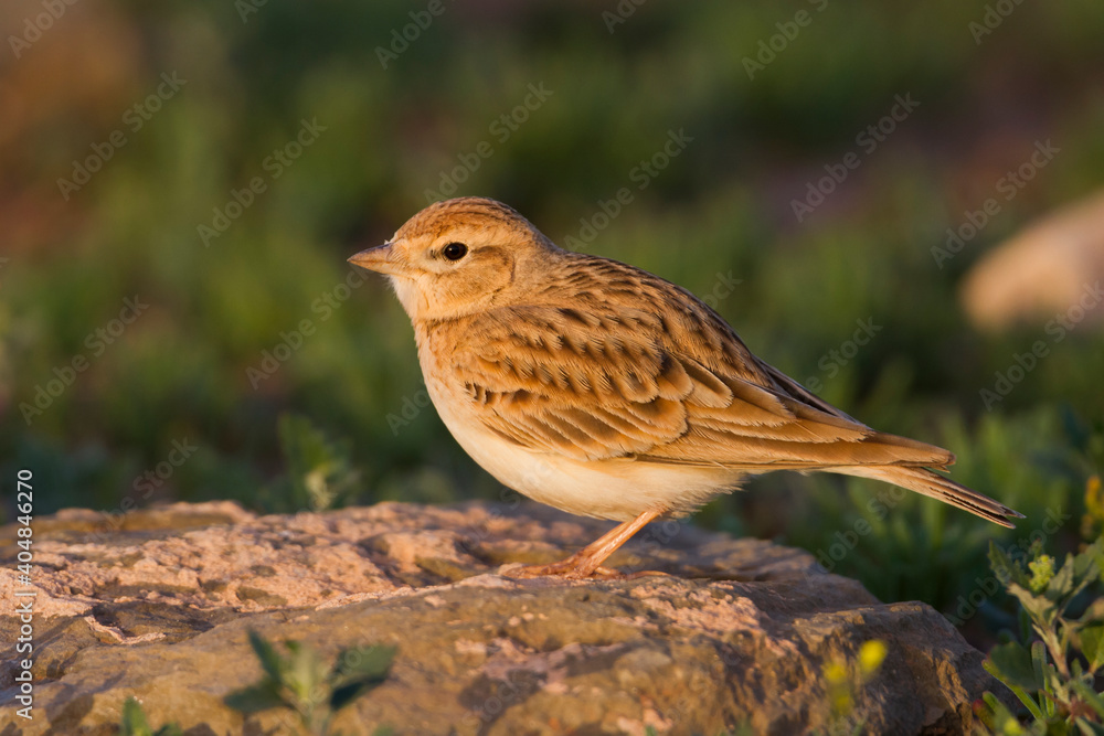 Kortteenleeuwerik, Short-toed Lark, Calandrella brachydactyla rubiginosa Kortteenleeuwerik, Short-toed Lark, Calandrella brachydactyla rubiginosa