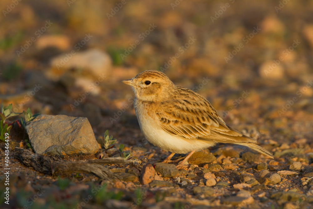 Kortteenleeuwerik, Short-toed Lark, Calandrella brachydactyla rubiginosa Kortteenleeuwerik, Short-toed Lark, Calandrella brachydactyla rubiginosa