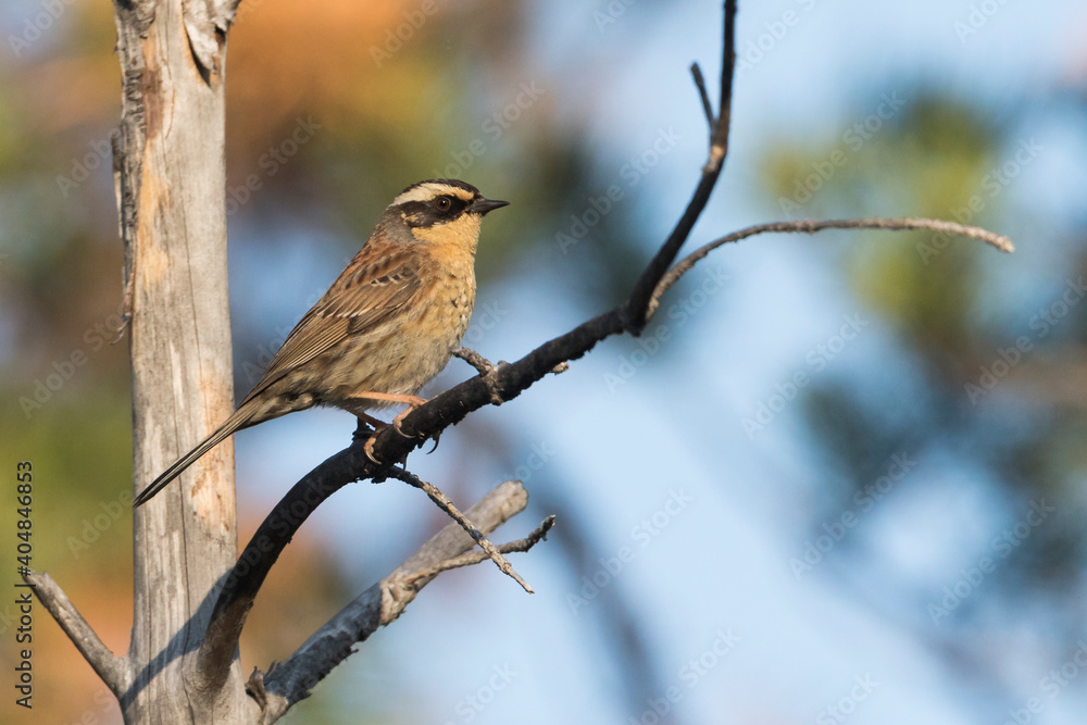 Bergheggenmus, Siberian Accentor, Prunella montanella; Bergheggenmus, Siberian Accentor, Prunella montanella;