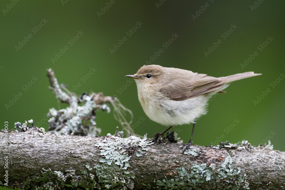 Siberische Tjiftjaf, Siberian Chiffchaff, Phylloscopus (collybita) tristis Siberische Tjiftjaf, Siberian Chiffchaff, Phylloscopus (collybita) tristis