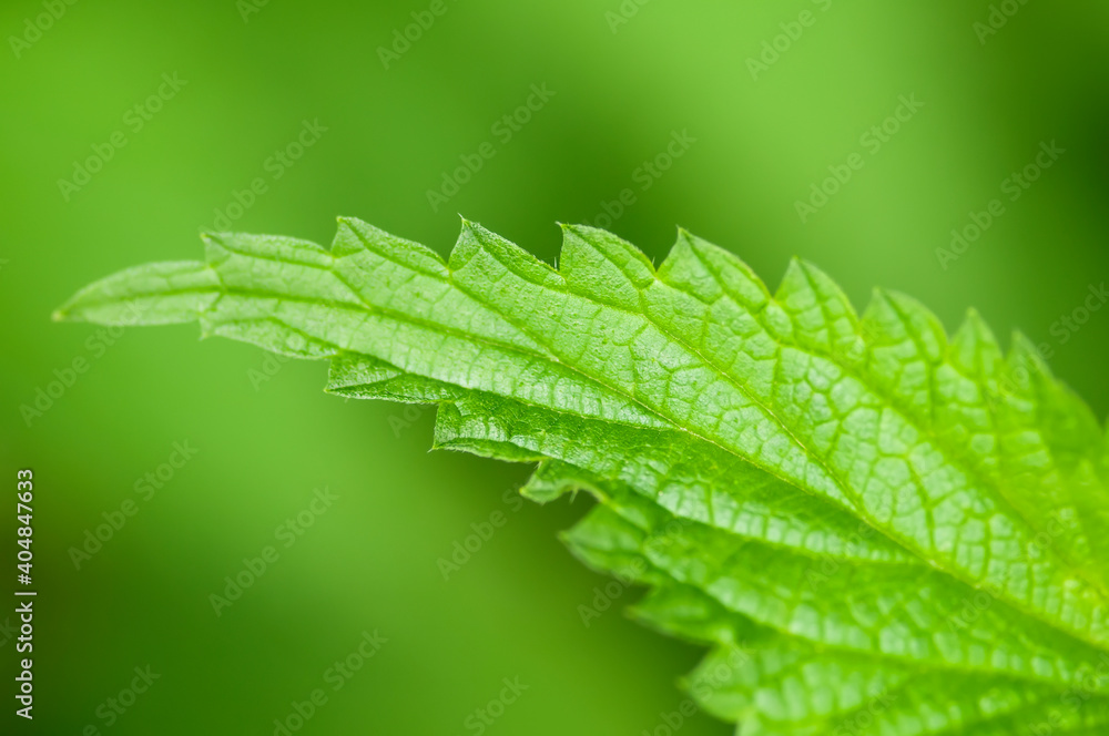 Macro detail of green abstract nettle leaf background growing in the garden. Close-up of Stinging Nettle - Urtica dioica - plant. Shallow DOF. Organic farming, healthy food, BIO viands, back to nature Macro detail of green abstract nettle leaf background growing in the garden. Close-up of Stinging Nettle - Urtica dioica - plant. Shallow DOF. Organic farming, healthy food, BIO viands, back to nature