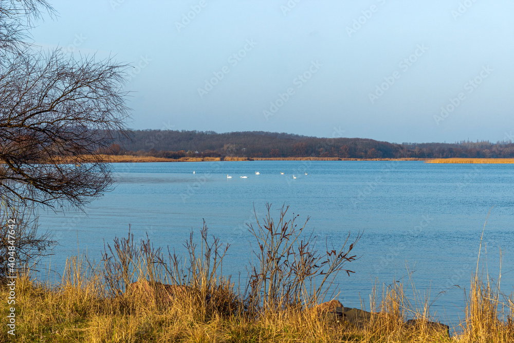 flock of white swans on the greater river