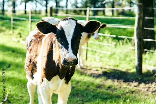 primer plano de ternero holandés, fondo verde