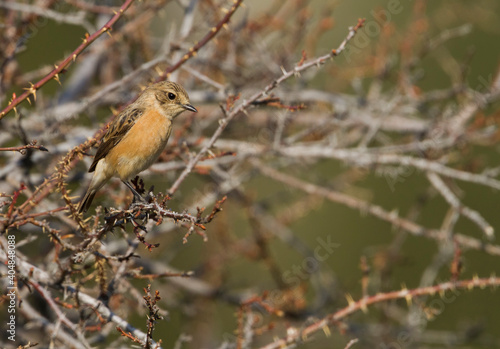 Aziatische Roodborsttapuit, Siberian Stonechat, Saxicola maurus photo