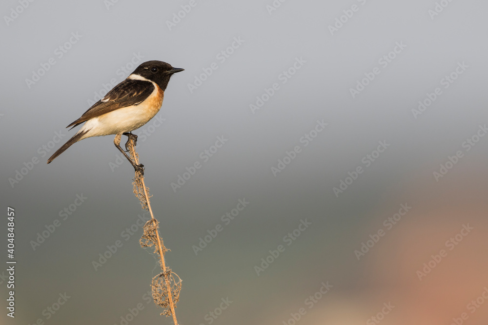 Fototapeta premium Aziatische Roodborsttapuit, Siberian Stonechat, Saxicola maurus