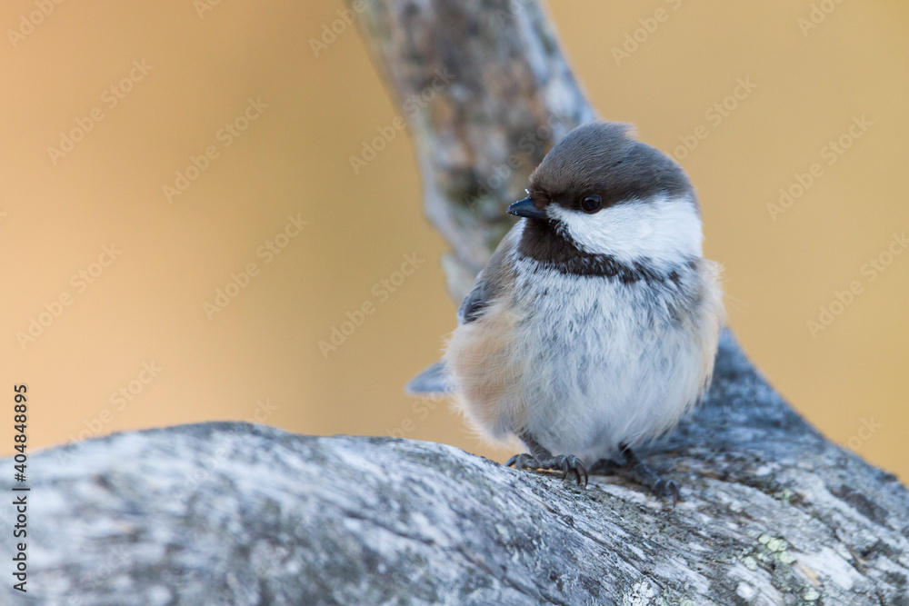 Naklejka premium Bruinkopmees, Siberian Tit, Poecile cinctus