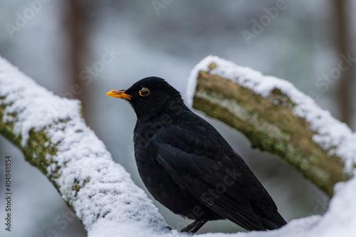 blackbird on snow in winter