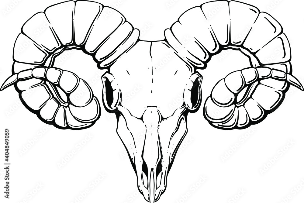 black horned angry ram skull isolated on white background black horned angry ram skull isolated on white background
