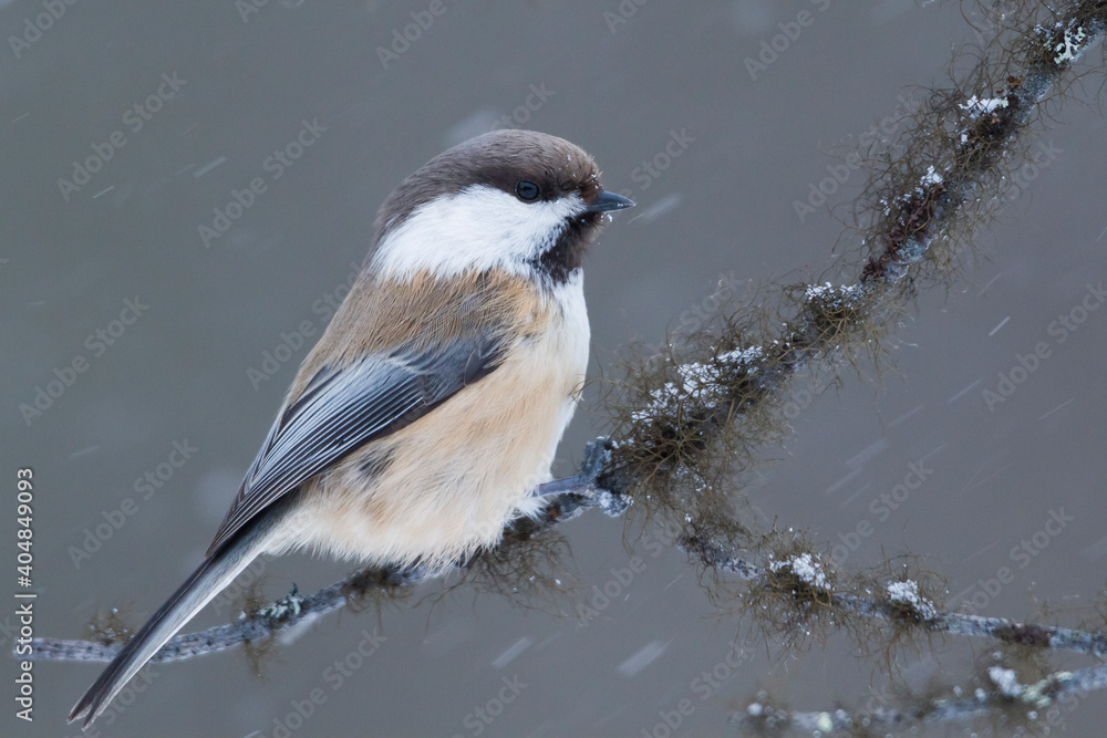 Bruinkopmees, Siberian Tit, Poecile cinctus Bruinkopmees, Siberian Tit, Poecile cinctus