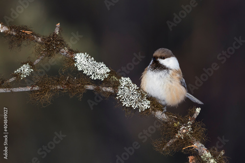 Bruinkopmees, Siberian Tit, Poecile cinctus photo