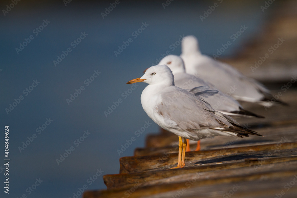 Dunbekmeeuw, Slender-billed Gull, Chroicocephalus genei Dunbekmeeuw, Slender-billed Gull, Chroicocephalus genei
