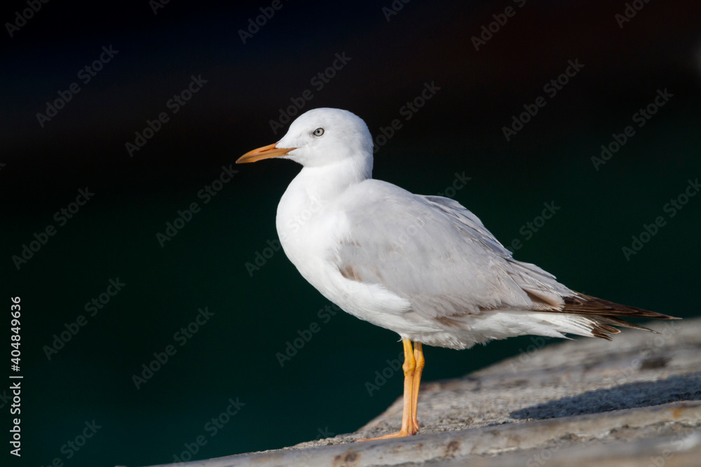 Dunbekmeeuw, Slender-billed Gull, Chroicocephalus genei Dunbekmeeuw, Slender-billed Gull, Chroicocephalus genei