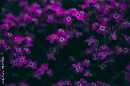 Little purple pink flowers background