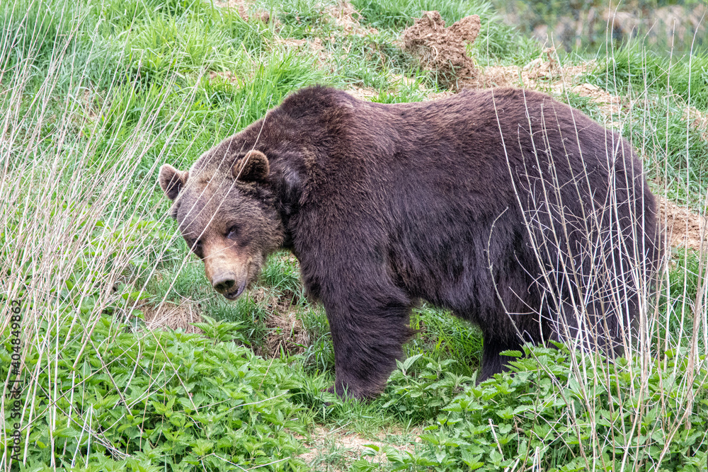 a brown bear walking through the forest