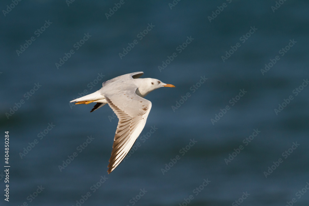 Dunbekmeeuw, Slender-billed Gull, Chroicocephalus genei Dunbekmeeuw, Slender-billed Gull, Chroicocephalus genei