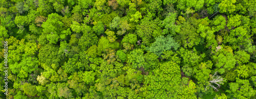 Aerial view Trees in the forest top view aerial rainforest ecosystem And healthy environment concept and background texture of forest view green trees from above text copy spac. Banner panorama