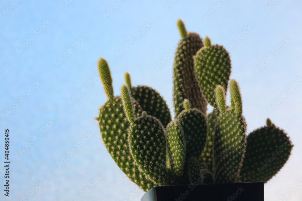 growing sprout of cactus growing sprout of cactus