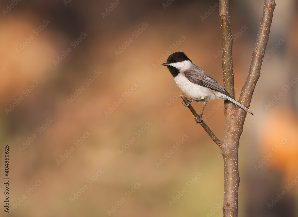 Rouwmees, Sombre Tit, Poecile lugubris anatoliae Rouwmees, Sombre Tit, Poecile lugubris anatoliae