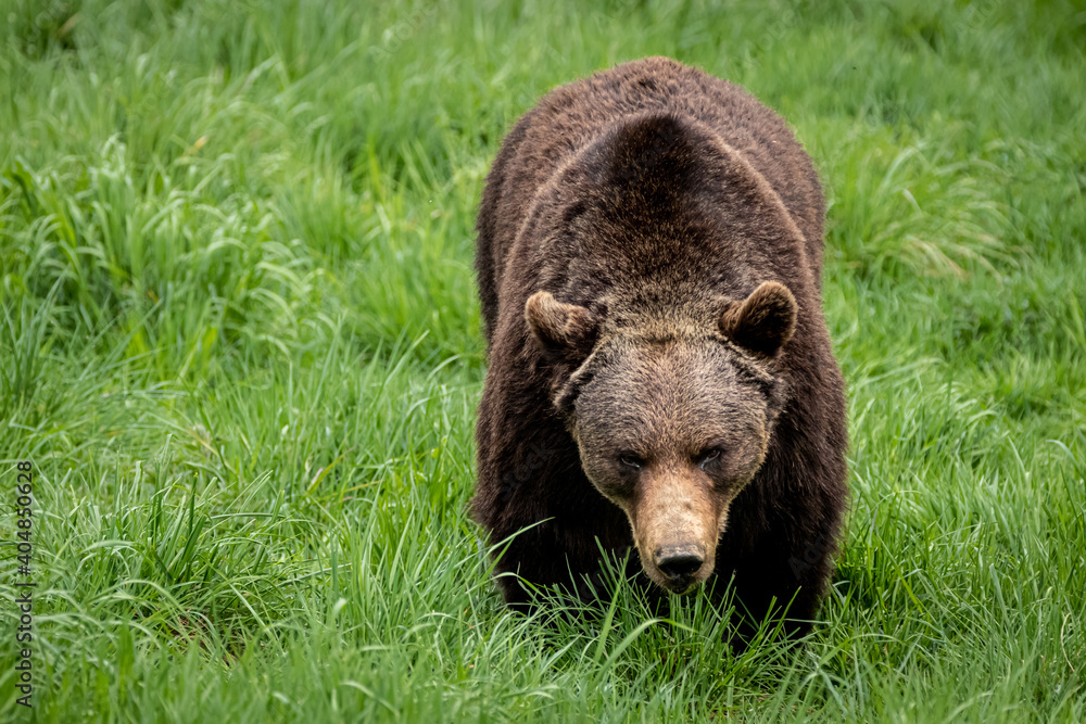 a brown bear walking through the forest a brown bear walking through the forest