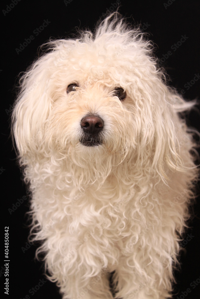 cute dog in photography studio cute dog in photography studio