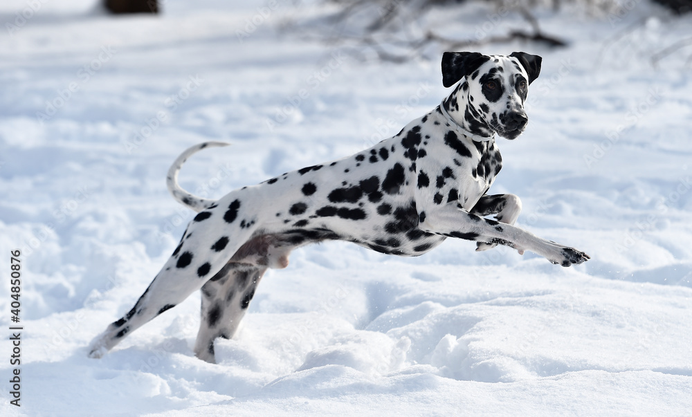dalmatian dog in the snow