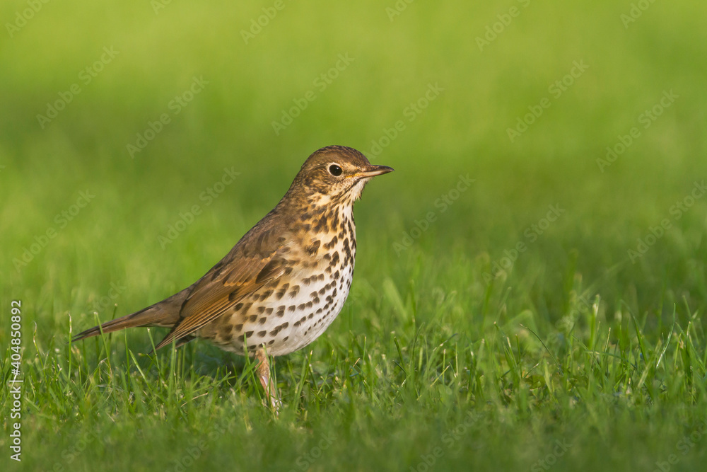 Zanglijster, Song Thrush, Turdus philomelos Zanglijster, Song Thrush, Turdus philomelos