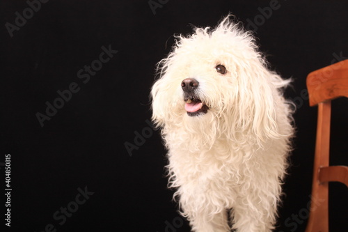 cute dog in photography studio © FarazHabiballahian