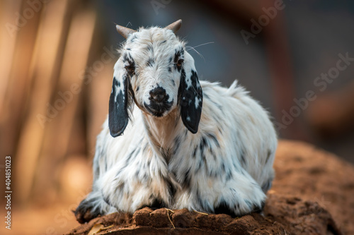 a young billy goat relaxes