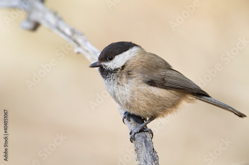 Songar Tit; Poecile montanus ssp. songarus photo