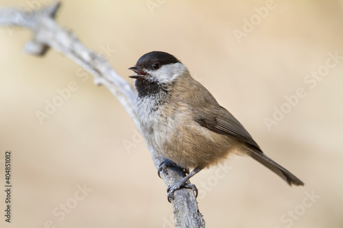 Songar Tit; Poecile montanus ssp. songarus photo