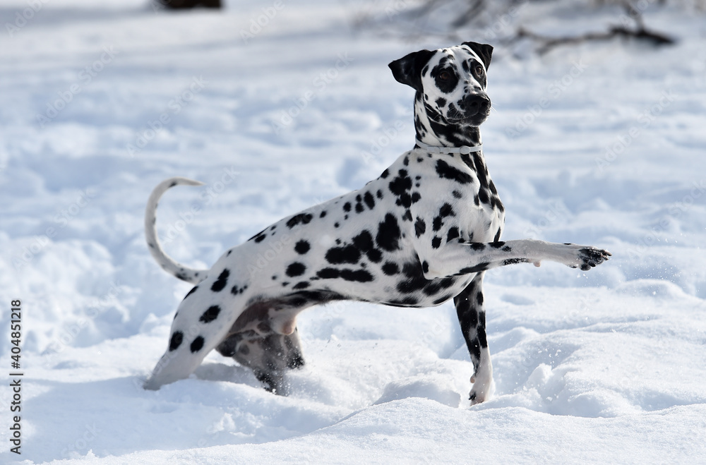 dalmatian dog in the snow