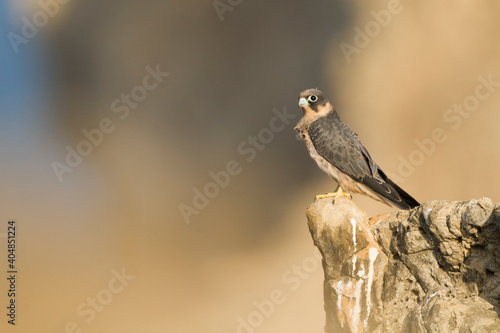 Sooty Falcon; Falco concolor photo