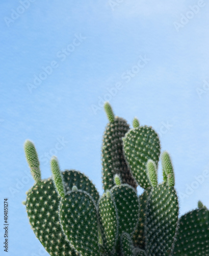 growing sprout of cactus
