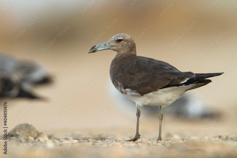 Hemprichs Meeuw, Sooty Gull, Ichthyaetus hemprichii Hemprichs Meeuw, Sooty Gull, Ichthyaetus hemprichii