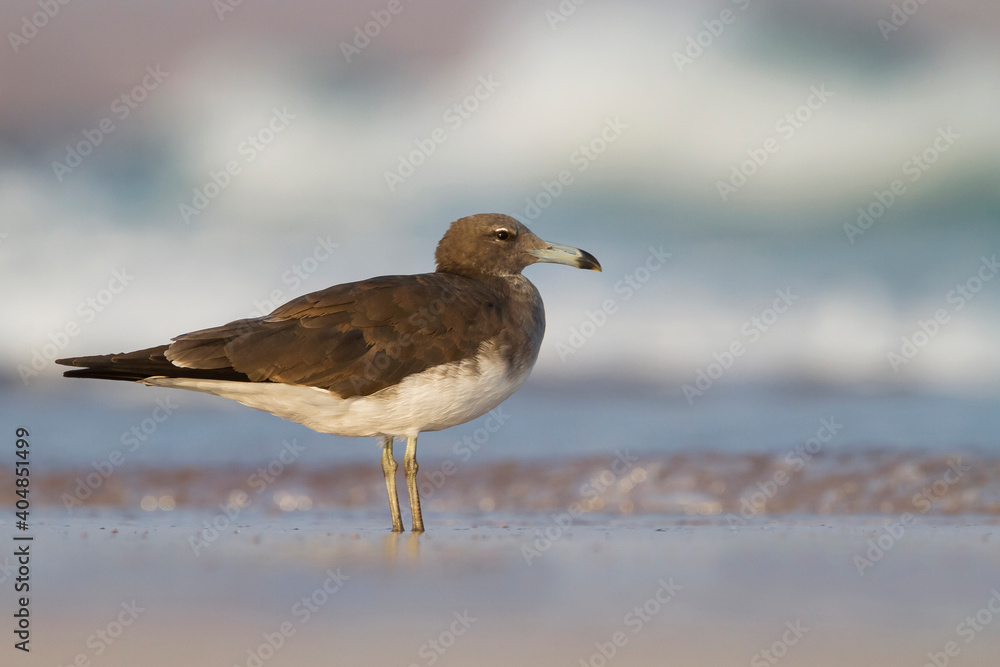 Hemprichs Meeuw, Sooty Gull, Ichthyaetus hemprichii Hemprichs Meeuw, Sooty Gull, Ichthyaetus hemprichii