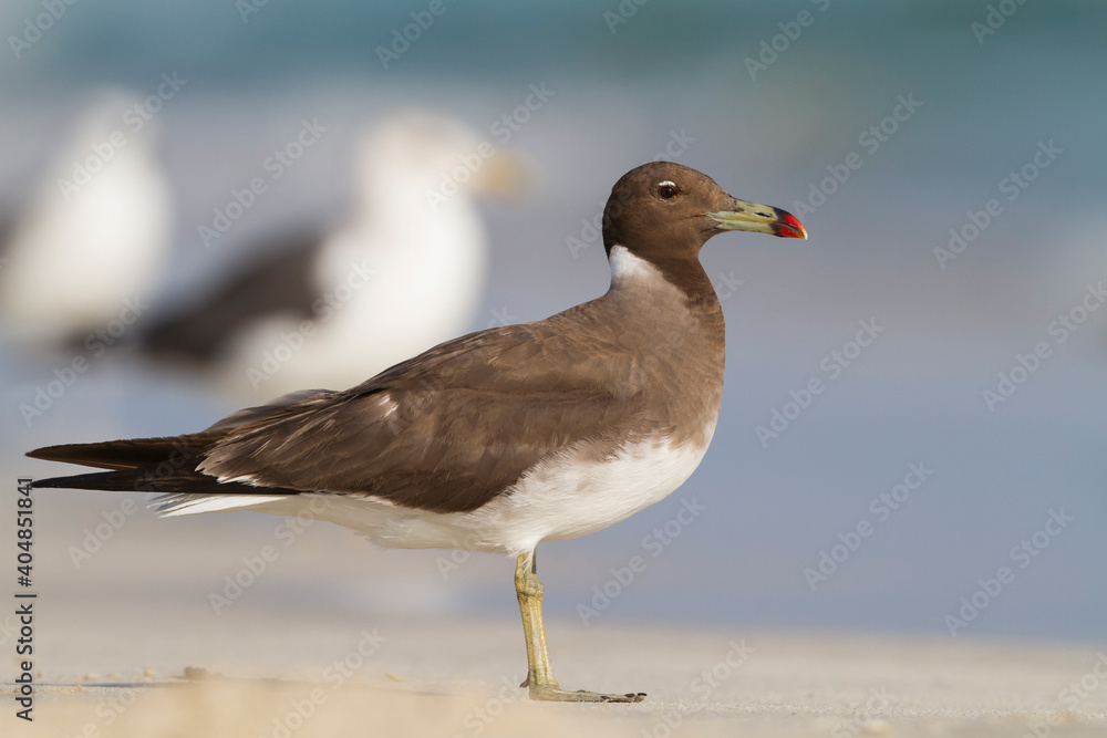 Hemprichs Meeuw, Sooty Gull, Ichthyaetus hemprichii Hemprichs Meeuw, Sooty Gull, Ichthyaetus hemprichii