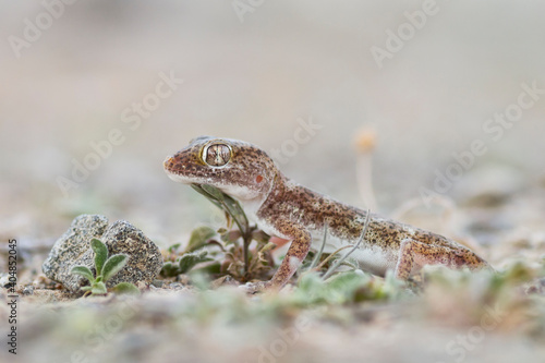 Southern short-fingered Gecko, Stenodactylus leptocosymbotes photo