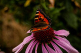Kwiat z motylem w ogrodzie, Chełmża, Toruń, Polska