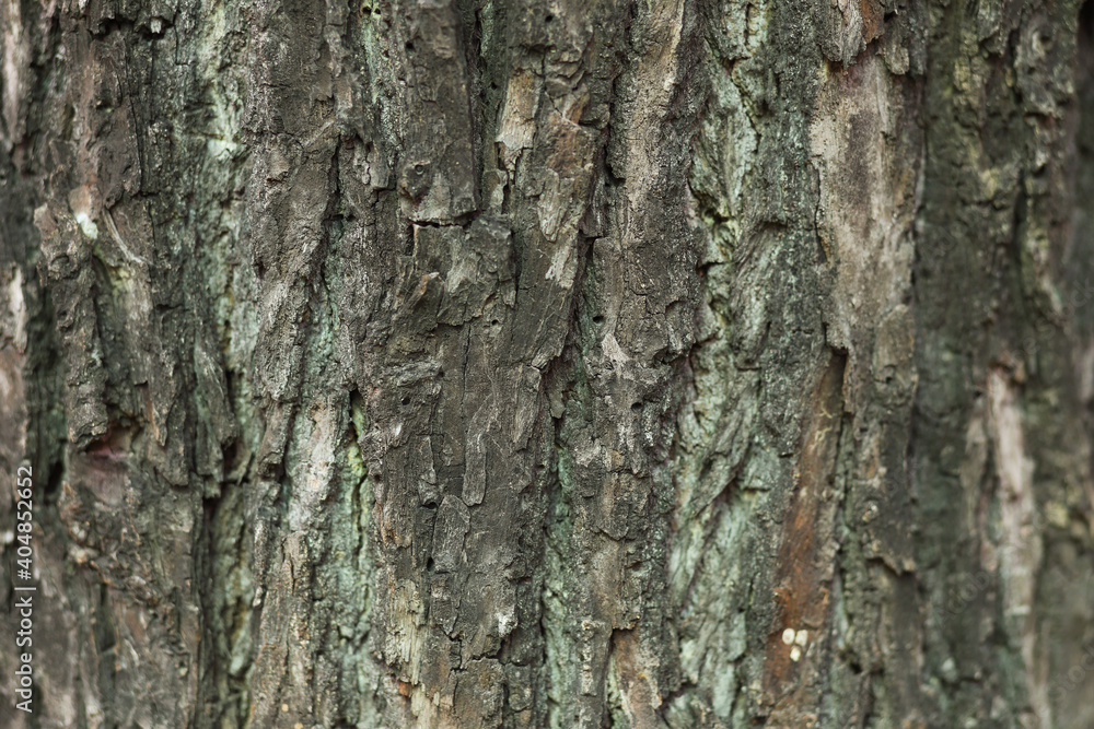 Close up view showing texture of the tree trunk Close up view showing texture of the tree trunk