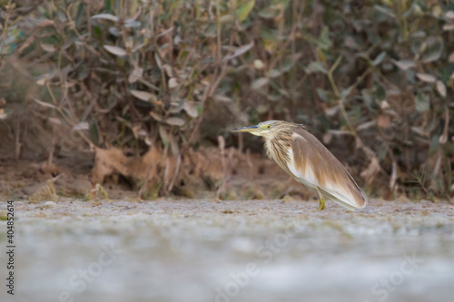 Ralreiger, Squacco Heron, Ardeola ralloides photo