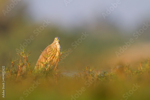 Ralreiger, Squacco Heron, Ardeola ralloides