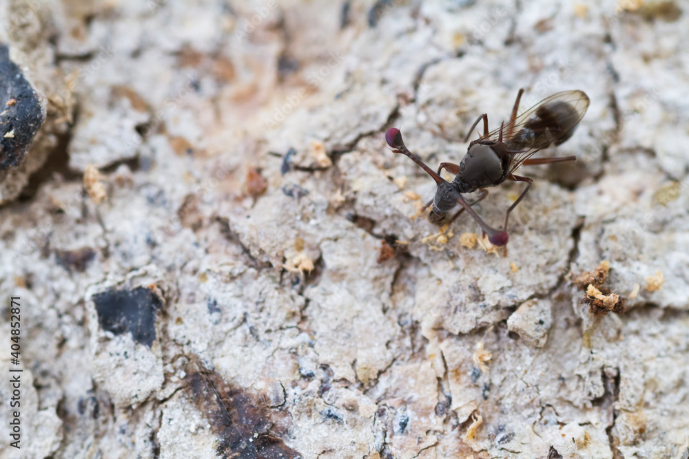 Stalk-eyed Fly, Chaetodiopsis meigenii Stalk-eyed Fly, Chaetodiopsis meigenii