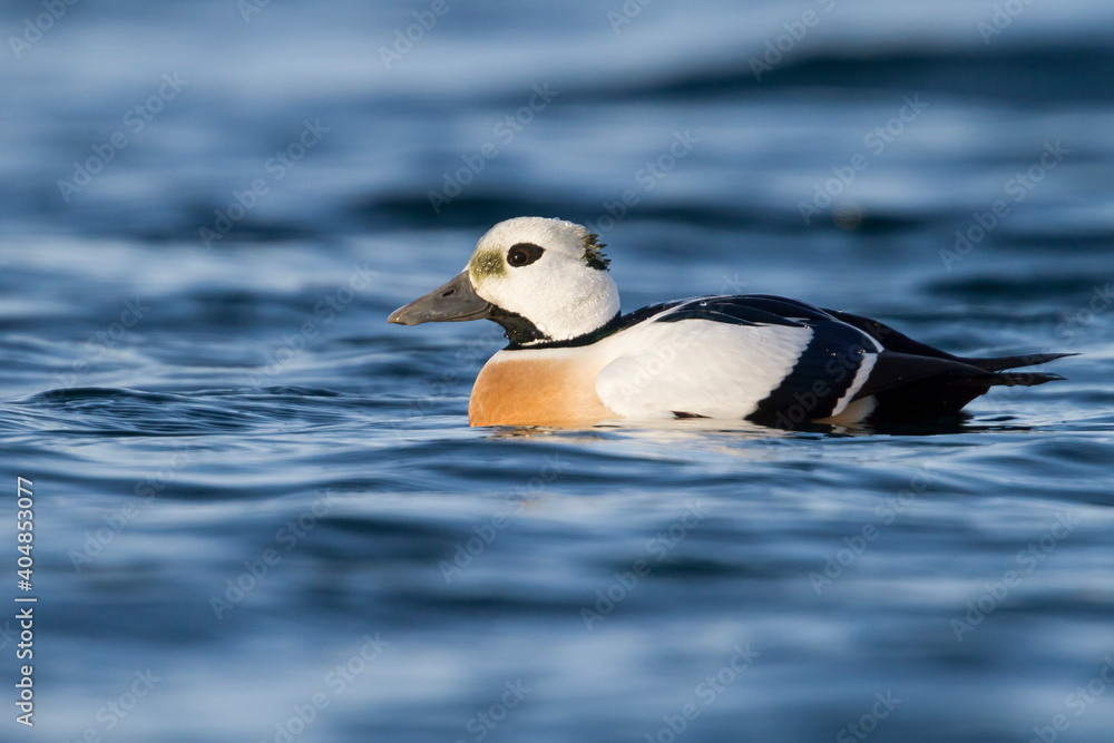 Steller's Eider, Stellers Eider; Polysticta stelleri, Steller's Eider, Stellers Eider; Polysticta stelleri,
