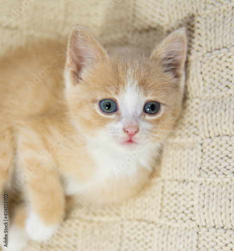 The little red kitten sits on a brown plaid and looks directly into the frame.
